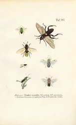 Sawflies and Their Species
