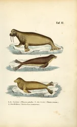 Sea Lion, Fur Seal and Walrus
