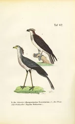Secretary Bird and Osprey