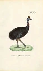 Southern Cassowary