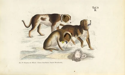 St. Bernard Dogs During Rescue