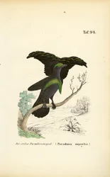 The Superb Bird-of-Paradise