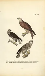 Three European Birds of Prey
