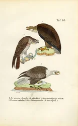 Three Sea Eagle Species