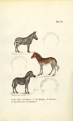 Three Zebra Species