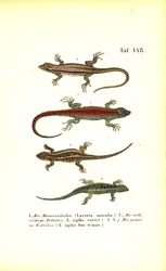 Various European Lizard Species