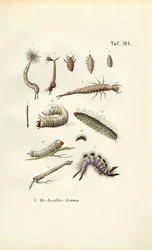Various Insect Larvae and Their Morphology