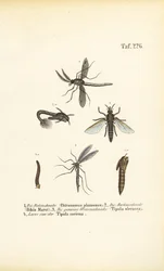 Various Midges and Mosquitoes with Their Developmental Stages