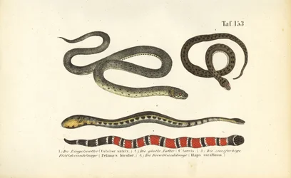 Various Snakes and the Coral Snake