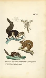 Various Squirrel Species