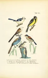 Various Tit Species and Nuthatch