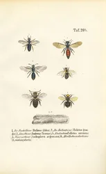 Various Wild Bee Species of Central Europe