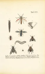 Various Fly Species with Developmental Stages