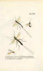 Various Ichneumon Wasp Species