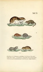 Voles and Related Rodents