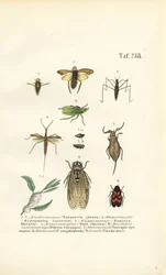 Water Bugs and Other Insects