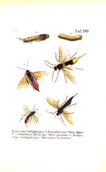 Wood Wasps and Ichneumon Wasps