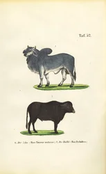 Zebu and Buffalo