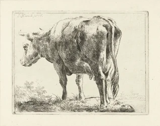 Standing Cow
