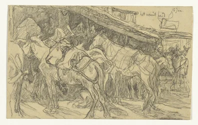 Mules and Donkeys at the Grand Market in Tangier