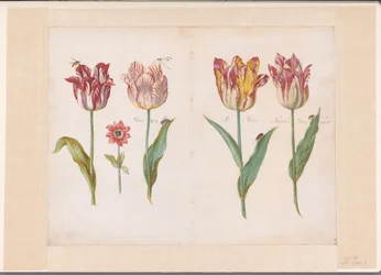 Sheet from a Tulip Book