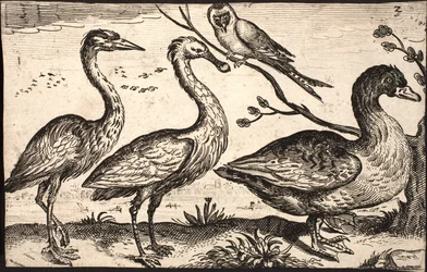 Heron, Spoonbill, Bird and Goose