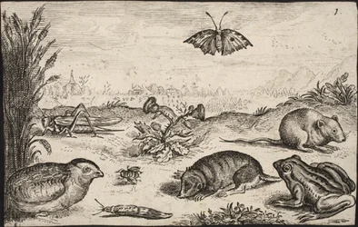 Small Animals and Insects: Grasshopper, Butterfly, Field Vole, Partridge, Bee, Snail, Mole and Frog