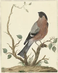 Bullfinch