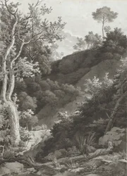 Wooded Mountain Slope