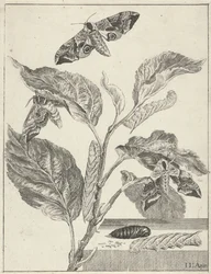 Leaves with Caterpillars and Butterflies
