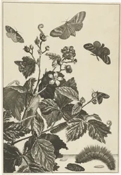 Wild Rose with Caterpillars and Butterflies