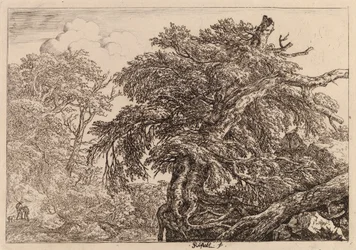 Old tree