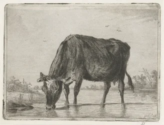 Drinking Cow