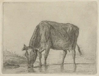 Drinking Cow