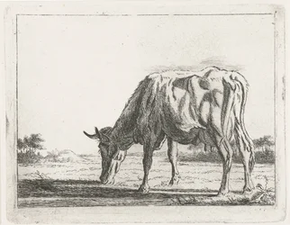 Grazing Cow