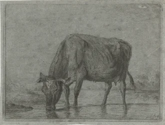 Cow Drinking from a Puddle