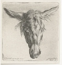 Head of a Donkey