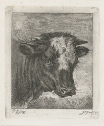 Head of a Cow with White Blaze