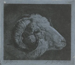 Head of a Ram with Curved Horn