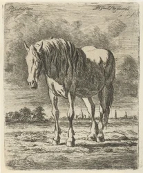 Standing White Horse
