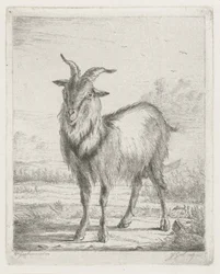 Standing Goat