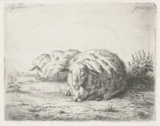 Two Lying Sheep