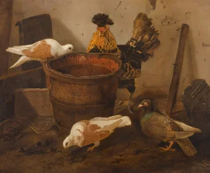 Three pigeons and a rooster by a pail of water