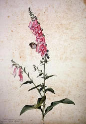 Herbarium: Digitalis Purpurea with Papilio Paphia