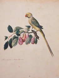 Prunus domestica, and Psittacus Alexandri