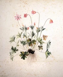 Unknown Image