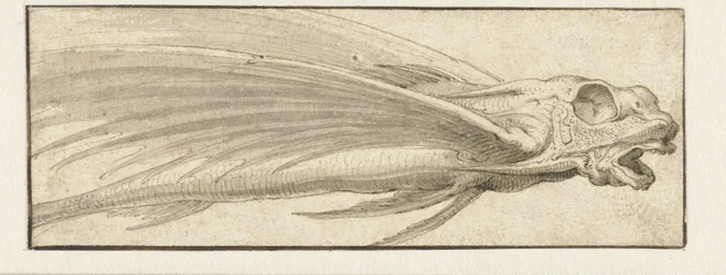 Flying Fish