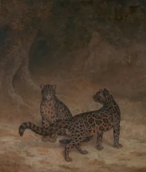Clouded Leopards
