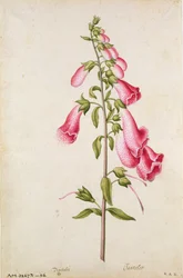 Foxglove: Digitalis purpurea, c.1568, by J.le Moyne de Morgues