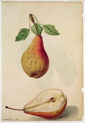 Pear: Pyrus communis, c.1568, by J.le Moyne de Morgues